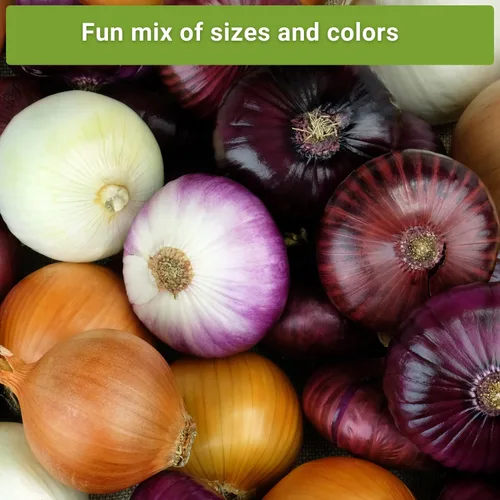 Miniatura 5 de Sow Right Seeds - Colección de semillas de cebolla de día largo para plantar - Amarillo dulce español, Ringmaster, rojo rubí, Ailsa Craig, Walla