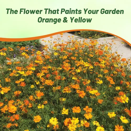 Miniatura 5 de Outsidepride 1000 semillas anuales Cosmos Sulphureus Bright Lights Yellow Cut Flower Seeds para plantar