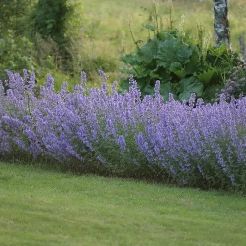 Miniatura 2 de Catmint Seeds- 'Blue Wonder'-(Nepeta Mussinii)-Compactas, tolerantes al calor, perenne (50 semillas)