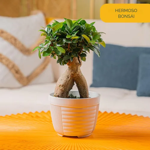 Miniatura 2 de Costa Farms - Árbol en miniatura Bonsai planta viva en maceta decorativa, fácil planta de interior, variedad surtida, Zen para el hogar, habitación