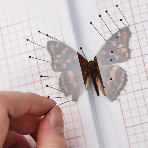 Miniatura 5 de Kit de herramientas para especímenes de insectos - Tabla de fijación de espuma EVA, papel coordinado, papel para prensar alas, pines para insectos