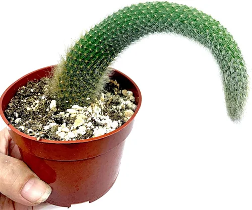 Miniatura 2 de Cactus de cola de mono de 4 pulgadas (Cleistocactus Colademonis) - Fácil de cultivar en interiores/exteriores, luz solar indirecta. Suelo bien