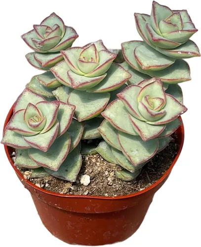 Miniatura 8 de Suculenta Viva de 4" Callisia Repens Pink Lady Turtle Vine, Plantas Suculentas Vivas Completamente Enraizadas Planta de Casa para Decoración