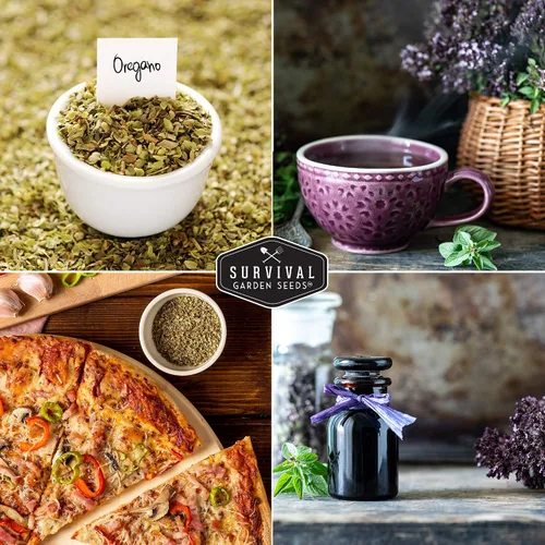 Miniatura 6 de Semillas de orégano para plantar – Hierba culinaria Origanum Vulgare para platos italianos – Cultiva en interiores o exteriores para un sabor fresco