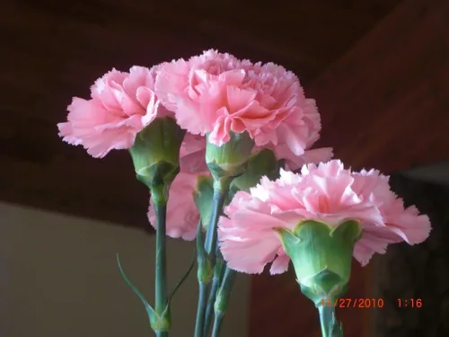Miniatura 3 de 50 La France PINK CARNATION Dianthus Caryophyllus Chabaud Flower SeedsComb S/H by Seedville