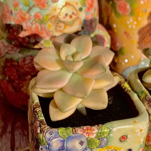 Miniatura 14 de Echeveria Agavoides Cassius - Kit de suculentas abigarradas, con maceta de plástico, 1 cabeza de planta viva de 2.5 pulgadas, suelo comprimido