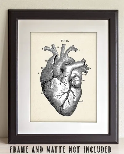 Miniatura 5 de Anatomical Heart - Impresión artística de anatomía sin marco de 11 x 14 pulgadas, póster de anatomía vintage para médicos, enfermeras, estudiantes