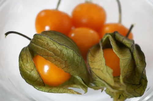Miniatura 9 de Semillas Linterna China Señora Madonna Physalis Cabo Grosella Espinosa Naranja No GMO Heirloom