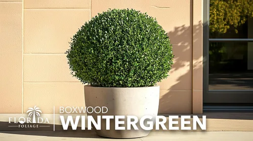 Miniatura 9 de Wintergreen Boj 10 plantas vivas Buxus Microphylla Arbusto de hoja perenne, follaje denso, jardín formal, bajo mantenimiento, seto