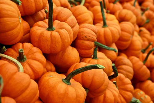 Mini semillas de calabaza - Jack Be Little - Semillas prolíficas, sin OMG - Folleto de cultivo incluido - Liliana's Garden