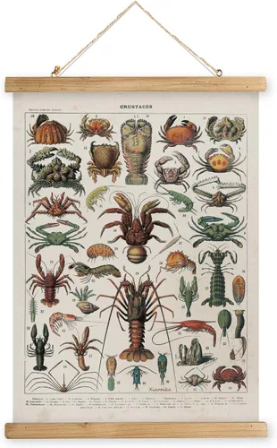 Miniatura 16 de XIAOAIKA Póster Educativo de Vida Silvestre de Seto Británico - Cuadro Ilustrado de la Naturaleza con Marco de Madera - Arte de Pared de Animales