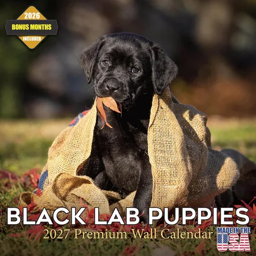 Calendario 2025 2026 de Cachorros Labrador Negro - Calendario de Pared Mensual de Raza de Perro - 12" x 24" Abierto - Papel Grueso Sin Sangrado -