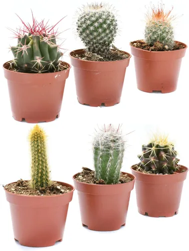 Miniatura 2 de Plantas de cactus vivas – Pequeño surtido de plantas de cactus de 2 pulgadas – Plantas de cactus en maceta completamente enraizadas – Juego