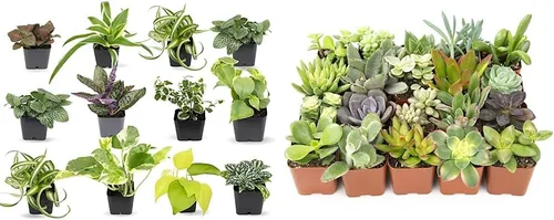 Plants for Pets Plantas de interior fáciles de cultivar (paquete de 12) y plantas suculentas vivas Altman (paquete de 20) - Plantas de interior en