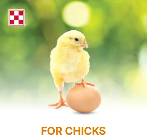 Miniatura 5 de Purina Comience y crezca Alimento para pollitos no medicados Crumbles Nutricionalmente completo - Bolsa de 5 libras (5 libras)