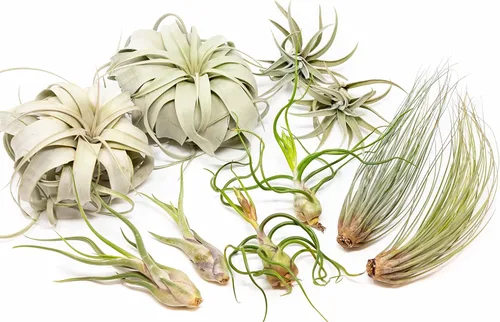 Miniatura 7 de Paquete de 5 plantas de aire grandes de Tillandsia – Xerographica, Juncea, Bulbosa, Caput Medusae y Harrisii, plantas suculentas vivas disponibles