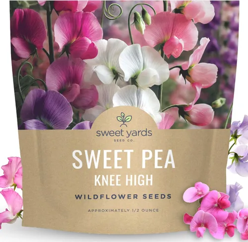 Sweet Pea Knee High - Paquete grande de 1/2 onza - 150 semillas de flores para plantar - Lathyrus odoratus