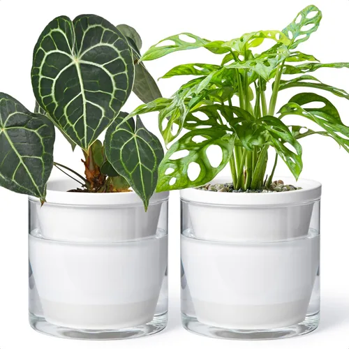 Miniatura 12 de D'vine Dev Maceta de Diseño de Riego Automático de 4 Pulgadas para Plantas de Interior, Maceta de Terracota Azul con Vaso Cilíndrico de Vidrio