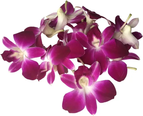 Miniatura 7 de Miami Fresh Orchid Flower OrchidClub USA Sunne Tropical Loose Bloom DIY Lei, decoración de alimentos y bebidas (50 morado)