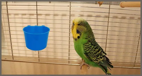 Miniatura 5 de Paquete de 10 jaulas para pájaros, comederos de semillas, plato de riego para alimentación de pollo, plato de riego para conejo, agua, alimentos