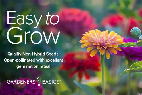 Miniatura 6 de Gardeners Basics, Semillas de Zinnia para plantar al aire libre (5 variedades) variedades de pulbelina, lilliput, envidia, príncipe púrpura y pompón