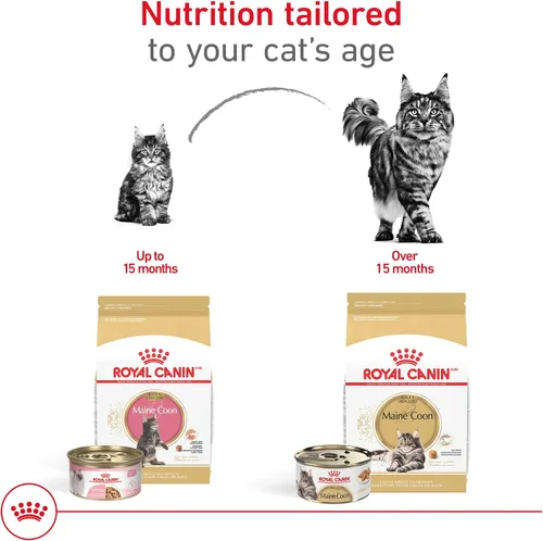 Miniatura 5 de Comida para gatos de Royal Canin, Breed Nutrition para Maine Coon, Adulto, rebanadas delgadas en salsa, 3 oz (Paquete de 6)