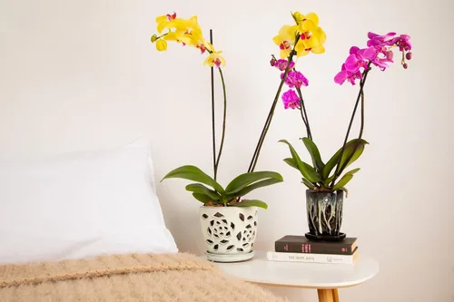 Miniatura 3 de rePotme Fertilizante para Orquídeas - ¡Aliméntame! Fertilizante para Orquídeas MSU - Agua RO/Lluvia/Grifo - Frasco de 16 oz