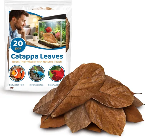 Miniatura 8 de SunGrow Catappa Hojas de almendra india, 8 pulgadas, para camarones de agua dulce y peces tropicales