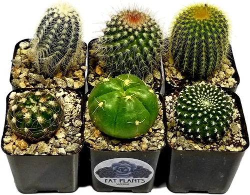 Miniatura 11 de Fatplants - Mini plantas de cactus vivas (paquete de 4), plantas de cactus de interior, plantas de cactus vivos, decoración de cactus vivos, plantas