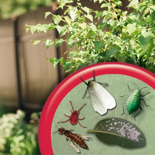 Miniatura 9 de Bonide Jabón insecticida, 32 onzas en aerosol listo para usar, control de insectos multiusos para jardinería orgánica en interiores y exteriores
