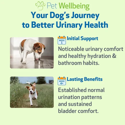 Miniatura 9 de Pet Wellbeing Oro urinario para perros – Formulado por veterinarios – Soporte para el tracto urinario con múltiples hierbas – Salud de la vejiga