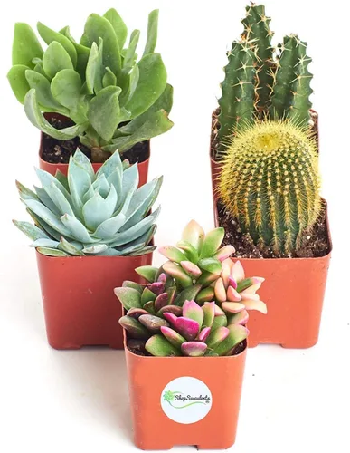 Miniatura 9 de Shop Succulents Can't Touch This Collection Surtido de plantas de cactus de interior vivas seleccionadas a mano, totalmente arraigadas, paquete