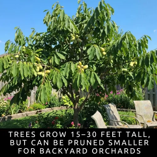 Miniatura 3 de Anna's Bananas - 5 semillas para cultivar - Semillas de papaya para plantar - Semillas de Asimina Triloba sin OMG para cultivar tu propio árbol