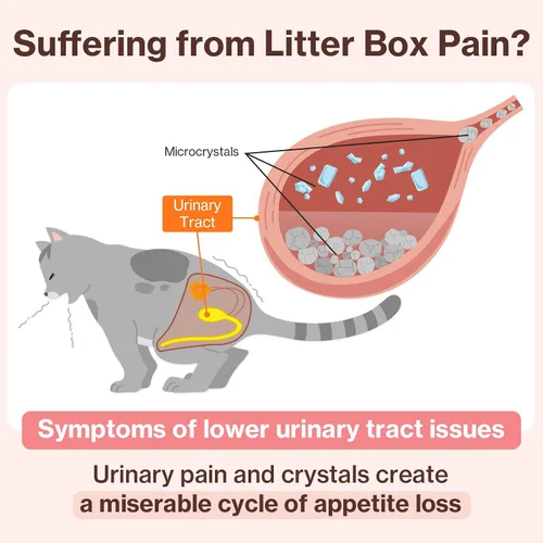Miniatura 4 de Doctor By UT Care Cat - Suplemento urinario de apoyo renal para UTI de gatos, tratamiento con arándano para la salud renal de gatos con Pacran