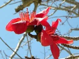 Miniatura 2 de Nuevas semillas frescas de árbol Bombax ceiba 100pcs Generic