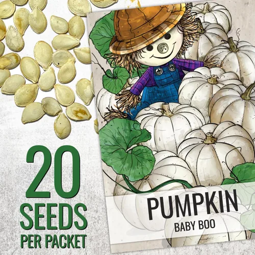 Miniatura 3 de Seed Needs Semillas de calabaza para plantar una colección de mini calabazas, reliquia sin OMG y semillas de calabaza sin tratar para plantar un