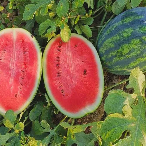 Eden Brothers Semillas de sandía - Semillas sin OMG para plantar, múltiples variedades disponibles | Semillas vegetales de bajo mantenimiento
