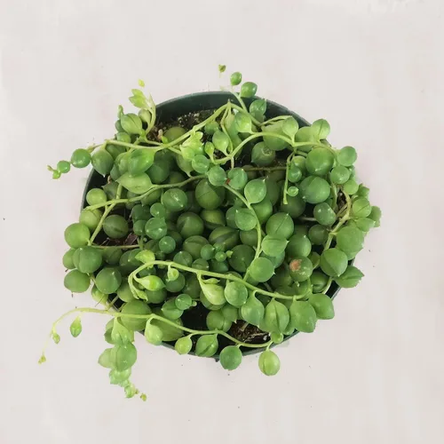 Shop Succulents | Cadena perfecta de plantas suculentas de perlas, ideal para cestas colgantes o macetas de arrastre, maceta de 4 pulgadas
