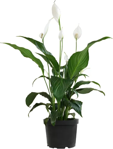 Lirio de la paz en maceta de 6 pulgadas para plantas, planta de lirio de fácil paz para interiores, plantas vivas de interior, plantas de interior