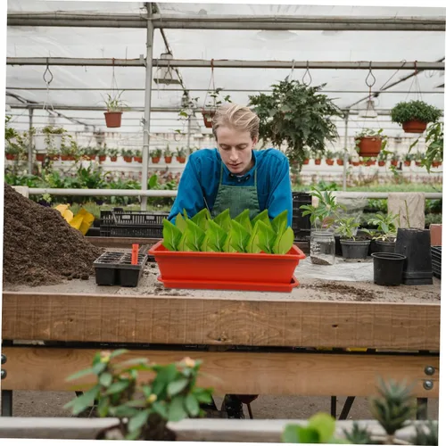 Miniatura 7 de Yardwe Contenedor de planta suculenta Rectángulo de plástico Maceta de vegetales Caja con drenaje Decoración de jardín