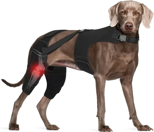 Miniatura 11 de Rodillera para perro para piernas traseras desgarradas del ligamento cruzado anterior con chaleco, soporte ajustable para piernas de perro con 4