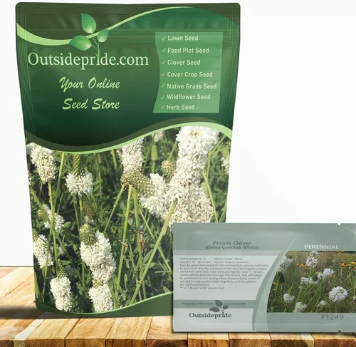 Miniatura 7 de Outsidepride Semillas de trébol de pradera blanca – 1/4 lb. Semillas perennes para plantar, fáciles de cultivar, tolerantes a la sequía y al calor