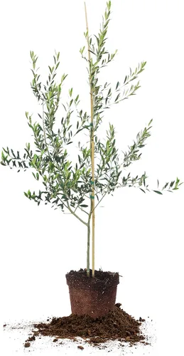 Miniatura 8 de Olivo Arbequina - Planta viva, incluye fertilizante de mezcla especial y guía de plantación