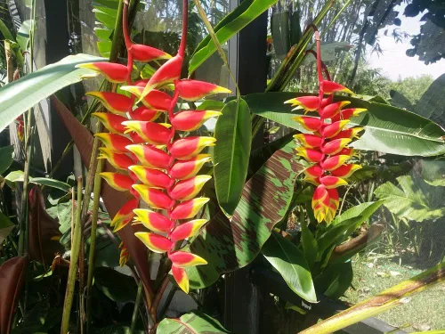 Miniatura 2 de Heliconia Rostrata 'Garra de langosta colgante/ave del paraíso' Planta viva cultivando rizoma tropical