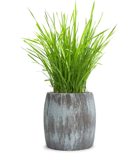 Miniatura 2 de Kit de hierba para gatos de interior – Semillas orgánicas y tierra de mejor valor para 4 plantaciones, incluye juguete de regalo para gatos