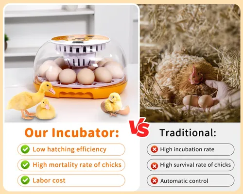 Miniatura 4 de Gpeng Incubadora de huevos, incubadora de 12 huevos con giro automático de huevos, control automático de temperatura, para incubar pollo, ganso