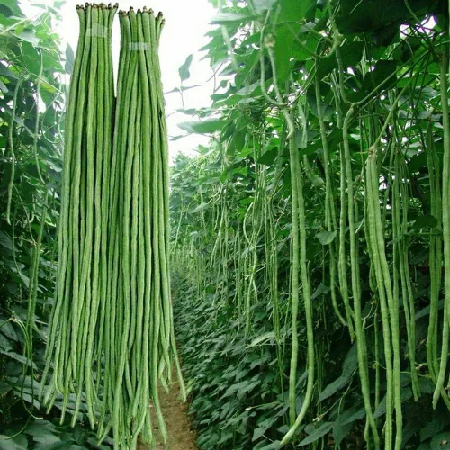 Yard - Semillas de frijol largo - Frijoles largos asiáticos - Enviados desde Iowa, EE. UU. - Productivo (30 semillas)