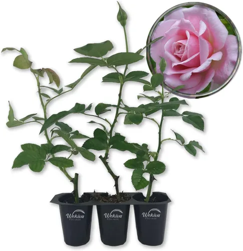 Miniatura 7 de Belinda's Dream Rose Bush - Planta de inicio vivo en una maceta de 2 pulgadas, rosa bellamente fragante de Florida, una belleza versátil con una