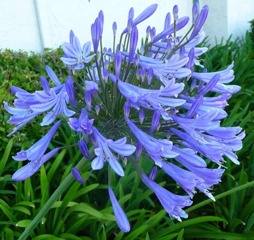 Miniatura 2 de Agapanthus Africanus Lily of the Nile Planta de tamaño grande de 1 galón Hierba de cobertura vegetal con floración de bajo mantenimiento