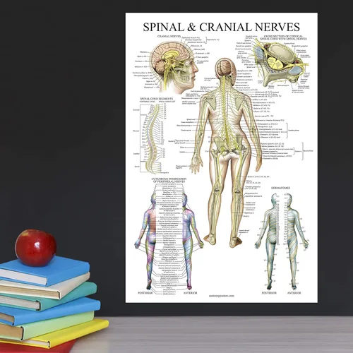 Miniatura 4 de Palace Learning Paquete de 2 pósteres de anatomía de nervios espinales y sistema nervioso, juego de 2 gráficos anatómicos, columna